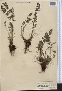 Seseli nemorosum (Korovin) Pimenov, Middle Asia, Western Tian Shan & Karatau (M3) (Kyrgyzstan)