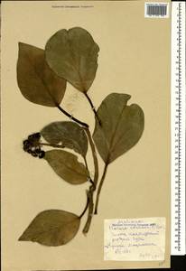 Hedera colchica (K. Koch) K. Koch, Caucasus, Georgia (K4) (Georgia)