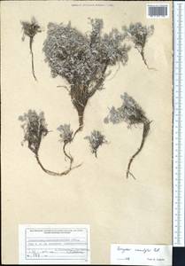Astragalus ammodytes Pall., Middle Asia, Muyunkumy, Balkhash & Betpak-Dala (M9) (Kazakhstan)