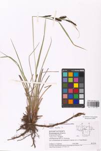 Carex acuta L., Eastern Europe, Central region (E4) (Russia)