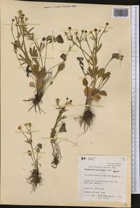 Ranunculus rhomboideus Goldie, America (AMER) (Canada)