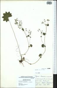 Alchemilla micans Buser, Eastern Europe, Central region (E4) (Russia)