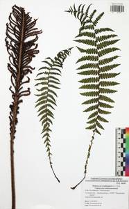 Matteuccia struthiopteris (L.) Tod., Eastern Europe, Central region (E4) (Russia)