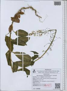 Macropodium pterospermum F. Schmidt, Siberia, Russian Far East (S6) (Russia)