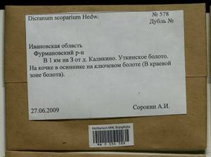 Dicranum scoparium Hedw., Bryophytes, Bryophytes - Middle Russia (B6) (Russia)