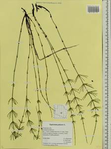 Equisetum palustre L., Eastern Europe, North-Western region (E2) (Russia)