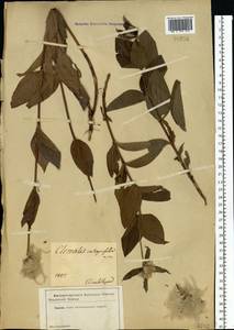 Clematis integrifolia L., Eastern Europe, South Ukrainian region (E12) (Ukraine)