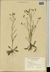 Crepis tectorum L., Eastern Europe, Latvia (E2b) (Latvia)