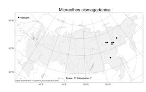 Micranthes cismagadanica (Malyschev) Tkach, Atlas of the Russian Flora (FLORUS) (Russia)