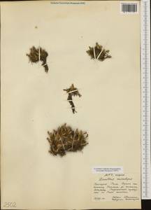 Dianthus microlepis Boiss., Western Europe (EUR) (Bulgaria)