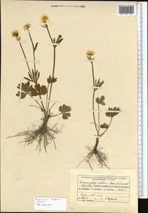 Ranunculus songoricus Schrenk, Middle Asia, Northern & Central Tian Shan (M4) (Kyrgyzstan)