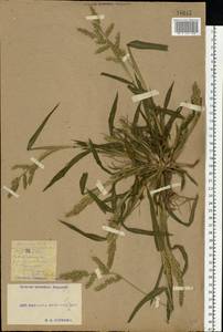 Echinochloa crus-galli (L.) P.Beauv., Eastern Europe, South Ukrainian region (E12) (Ukraine)