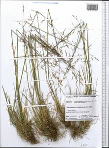 Deschampsia cespitosa subsp. cespitosa, Siberia, Central Siberia (S3) (Russia)