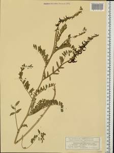 Astragalus falcatus Lam., Eastern Europe, Volga-Kama region (E7) (Russia)
