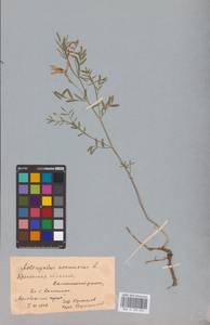 Astragalus arenarius L., Eastern Europe, Belarus (E3a) (Belarus)