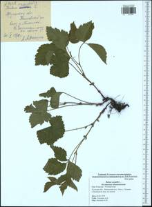 Rubus saxatilis L., Eastern Europe, Central region (E4) (Russia)