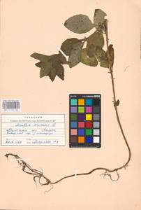 MHA 0 158 204, Mentha arvensis L., Eastern Europe, North-Western region (E2) (Russia)