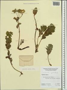 Euphorbia goldei Prokh., Crimea (KRYM) (Russia)