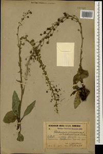 Verbascum phoeniceum L., Caucasus, Armenia (K5) (Armenia)