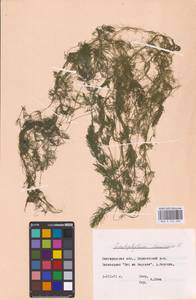 Ceratophyllum demersum L., Eastern Europe, Central forest-and-steppe region (E6) (Russia)