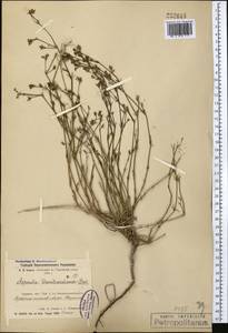 Asperula graveolens subsp. danilewskiana (Basiner) Pyatunina, Middle Asia, Northern & Central Kazakhstan (M10) (Kazakhstan)