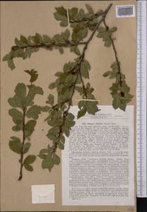 Prunus triloba Lindl., Middle Asia, Dzungarian Alatau & Tarbagatai (M5) (Kazakhstan)