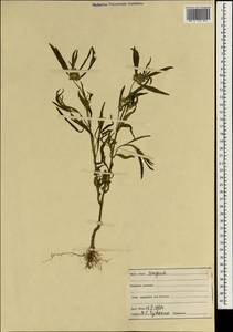 Leucas lavandulifolia Sm., South Asia, South Asia (Asia outside ex-Soviet states and Mongolia) (ASIA) (India)
