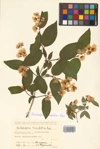 Philadelphus tenuifolius Rupr. & Maxim., Siberia, Russian Far East (S6) (Russia)