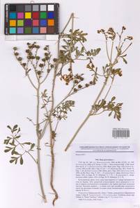 Ruta graveolens L., Eastern Europe, South Ukrainian region (E12) (Ukraine)