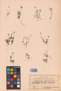 Ceratocephala falcata (L.) Cramer, Eastern Europe, Lower Volga region (E9) (Russia)