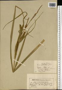 Carex rostrata Stokes, Eastern Europe, North-Western region (E2) (Russia)