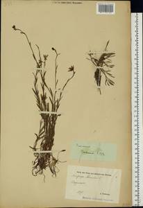 Saxifraga hirculus L., Eastern Europe, Estonia (E2c) (Estonia)