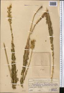 Lepidolopsis turkestanica (Regel & Schmalh.) Poljakov, Middle Asia, Western Tian Shan & Karatau (M3) (Kazakhstan)