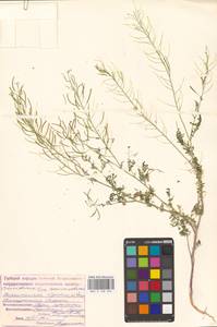 Descurainia sophia (L.) Webb ex Prantl, Eastern Europe, Lower Volga region (E9) (Russia)