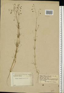 Spergula arvensis L., Eastern Europe, Western region (E3) (Russia)