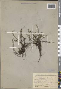 Asplenium trichomanes L., Caucasus, Krasnodar Krai & Adygea (K1a) (Russia)