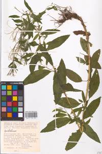 Epilobium, Eastern Europe, Lower Volga region (E9) (Russia)