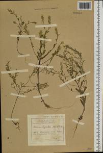 Stevenia alyssoides Adams & Fisch., Siberia, Baikal & Transbaikal region (S4) (Russia)