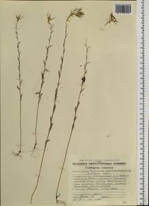 Descurainia sophioides (Fisch. ex Hook.) O. E. Schulz, Siberia, Chukotka & Kamchatka (S7) (Russia)