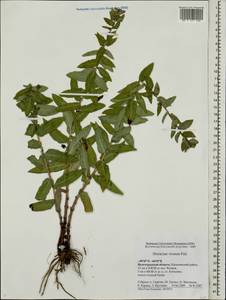 Hieracium virosum Pall., Eastern Europe, Lower Volga region (E9) (Russia)