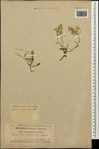 Erysimum ibericum (Adams) DC., Caucasus, North Ossetia, Ingushetia & Chechnya (K1c) (Russia)