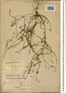 Linum perenne L., Caucasus, Azerbaijan (K6) (Azerbaijan)