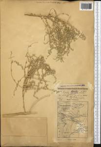 Caroxylon scleranthum (C. A. Mey.) Akhani & Roalson, Middle Asia, Karakum (M6) (Turkmenistan)