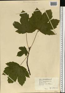 Acer pseudoplatanus L., Eastern Europe, West Ukrainian region (E13) (Ukraine)
