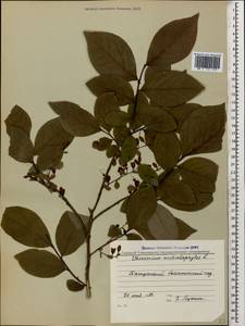 Vaccinium arctostaphylos L., Caucasus, Georgia (K4) (Georgia)