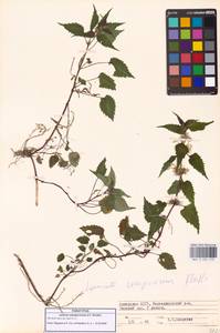 Lamium album subsp. album, Caucasus, Georgia (K4) (Georgia)