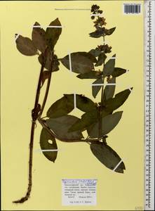 Lysimachia verticillaris Spreng., Caucasus, Krasnodar Krai & Adygea (K1a) (Russia)