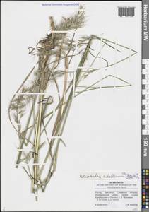 Helictochloa hookeri (Scribn.) Romero Zarco, Eastern Europe, Middle Volga region (E8) (Russia)