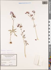 Geranium tuberosum L., South Asia, South Asia (Asia outside ex-Soviet states and Mongolia) (ASIA) (Turkey)