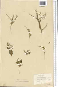 Strigosella africana (L.) Botsch., Middle Asia, Northern & Central Kazakhstan (M10) (Kazakhstan)